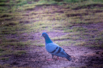 pigeon on grass