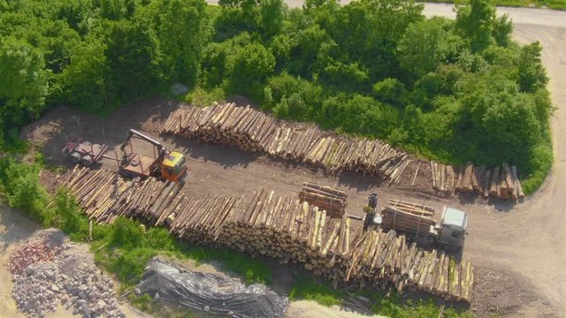 AERIAL Flying above two yellow cargo trucks parked by large stacks of pine logs. Two logging lorries are left empty standing next to countless logs freshly chopped down in nearby forest. Deforestation
