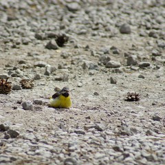 Yellow Bird in the Grass, Western Yellow Wagtail Motacilla flava Blue-headed Wagtail.