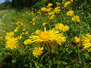 gelbe blumen auf blumenwiese