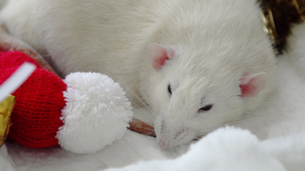 Christmas white rat in a cap. New Year 2020 is the year of the rat