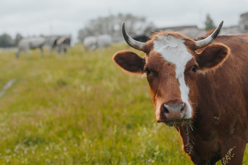 red cow is chewing grass in the pasture. cow close up	