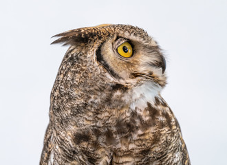 Great Horned Owl on Plain Background Isolated