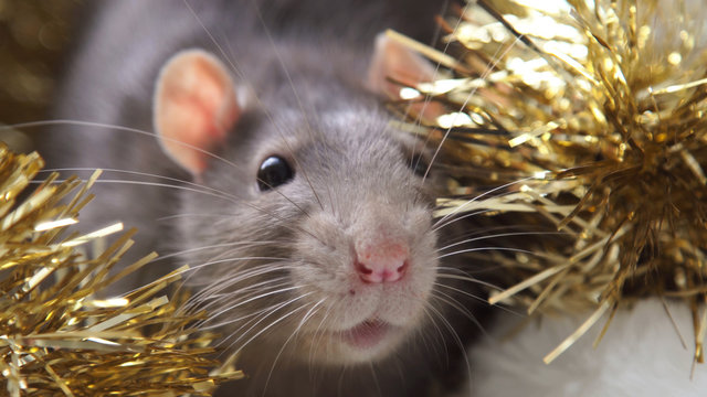 Gray rat and New Year Christmas decorations