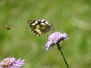 Waldbrettspiel Schmetterling auf lila Blume als macro