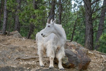 Mountain Goat in the woods of the Black Hills in South Dakota