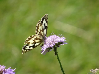 Waldbrettspiel Schmetterling auf lila Blume als macro