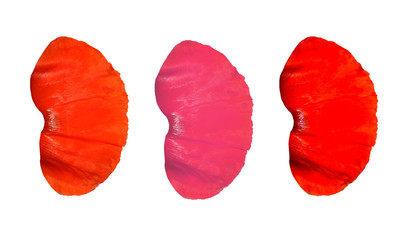 Red poppy petals isolated on white background. Red flower petals for your design.