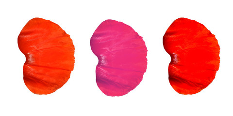 Red poppy petals isolated on white background. Red flower petals for your design.