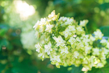white oak leaf hydrangea flower in the summer