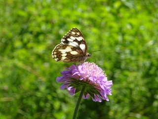 waldbrettspiel schmetterling auf lila blume