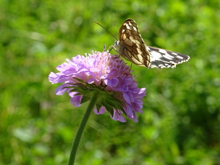 waldbrettspiel schmetterling auf lila blume