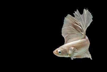 Fototapeta premium Betta siamese fighting fish.