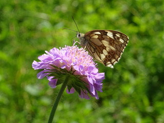 waldbrettspiel schmetterling auf lila blume