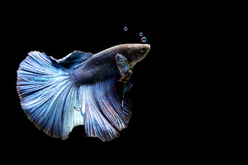 Betta siamese fighting fish.