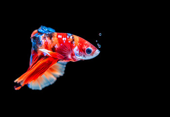 Betta siamese fighting fish.