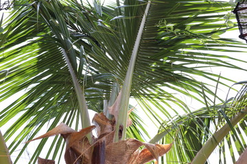 coconut palm tree in thailand