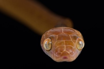 Brown tree snake (Boiga irregularis)