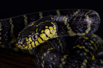 Luzon mangrove snake (Boiga dendrophila divergens)