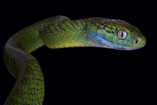 Green cat snake (Boiga cyanea)