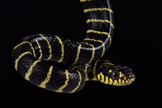 Palawan Gold-ringed Cat Snake.(Boiga dendrophila multicincta)