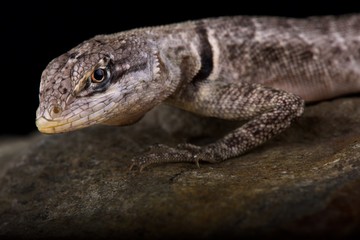 Naklejka premium Peters' Lava Lizard (Tropidurus hispidus)