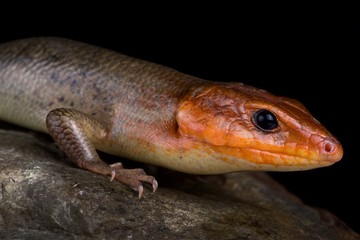 Broadhead skink (Plestiodon laticeps)
