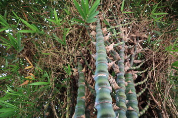 Bamboo trees in the garden