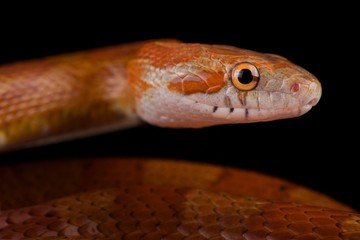 Red corn snake (Pantherophis guttatus)