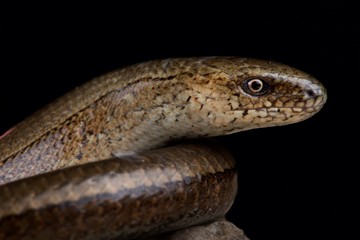 Blue-spotted slow worm (Anguis colchica)
