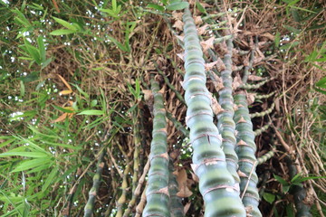bamboo tree in the garden
