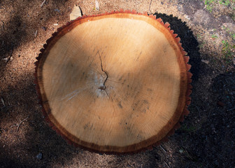  Stump of a tree falls in the forest