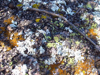Lichen cover granite, various with stick