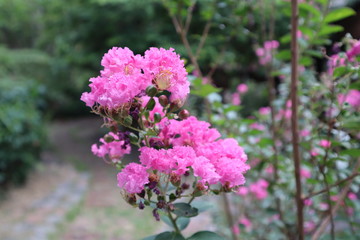 pink flowers in the garden