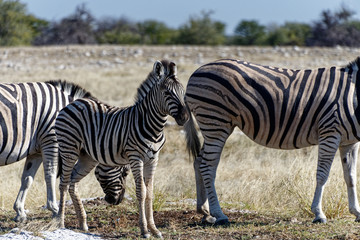 Fototapeta na wymiar A zebra foal stands between two adults on the African plains