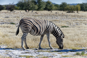 A zebra grazing with her head down