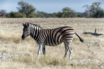 A plains zebra standing side on on the savanna