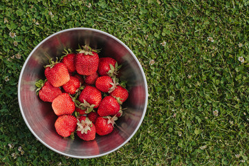  large ripe strawberries in a metal bowl on the background of grass