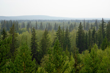 Panorama of the taiga of Northern Yakutia with fir trees and hills on the horizon in the afternoon.