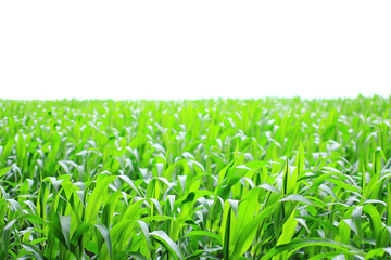 Fototapeta premium green growth corn farm on white background
