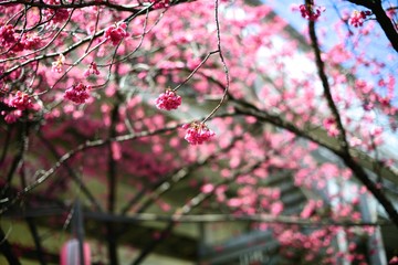 東京の早桜
