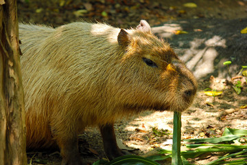 食事をするカピバラ