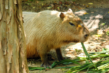 食事をするカピバラ