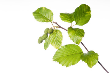 Alnus rubra - Isolated Twig on White