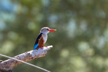 Grey-headed Kingfisher, Halcyon leucocephala, bird perched on a branch in Tanzania