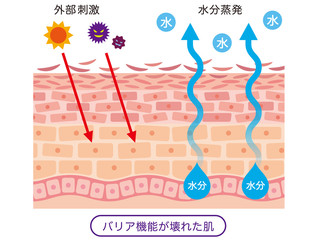 肌のバリア機能　皮膚構造