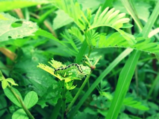 grasshopper on leaf