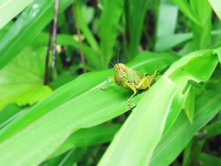 Grasshopper 