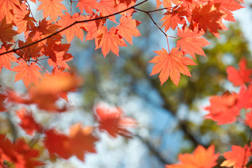 Red maple leaves border at autumn forest, blurred background. Season changing. A tree branch of maple, fall.