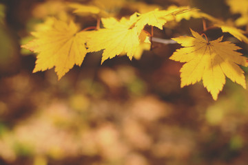 Yellow maple leaves border at autumn forest, blurred background. Season changing. A tree branch of maple, fall. Retro toned color.